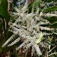 Cordyline mauritiana.canne marronne.asparagaceae.endémique Réunion Maurice..jpeg